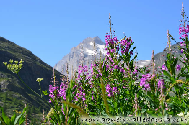 rifugio benevolo